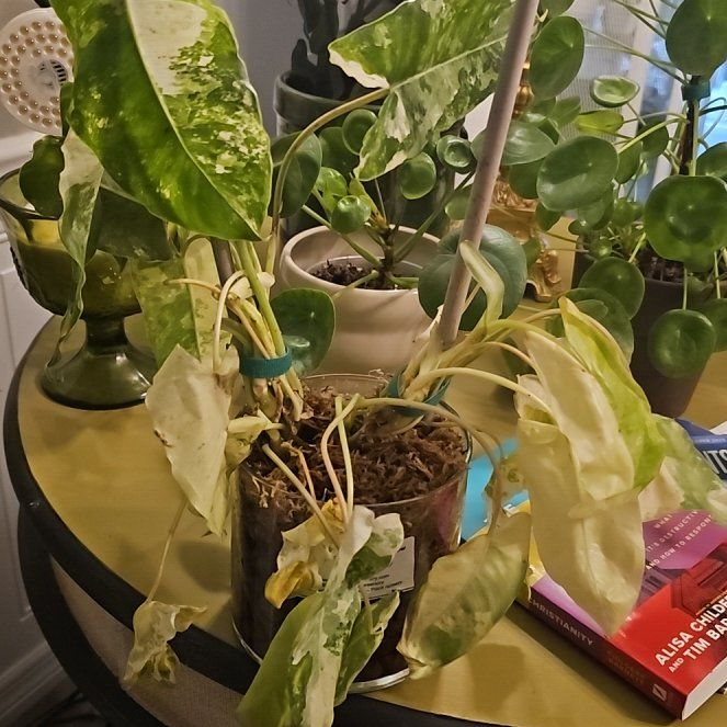 Photo of the plant species Philodendron Burle Marx by @plantlover69 named Maya on Greg, the plant care app