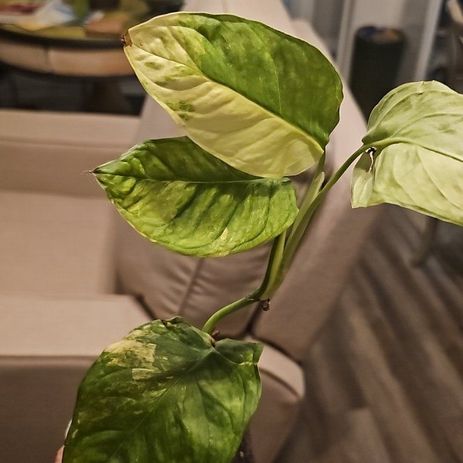 Photo of the plant species Variegated Monstera Obliqua by @plantlover69 named Dolores on Greg, the plant care app