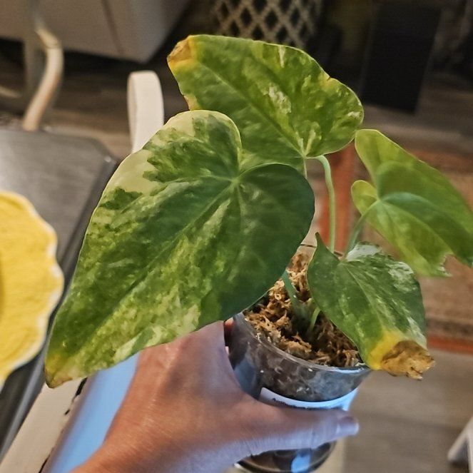 Photo of the plant species Anthurium Fingers by @plantlover69 named Sherlock on Greg, the plant care app