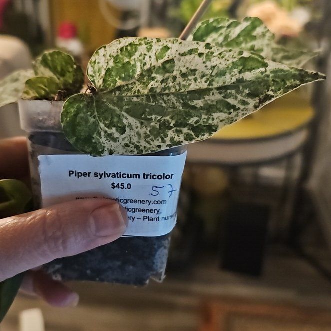 Photo of the plant species Piper sylvaticum by @plantlover69 named Delilah on Greg, the plant care app