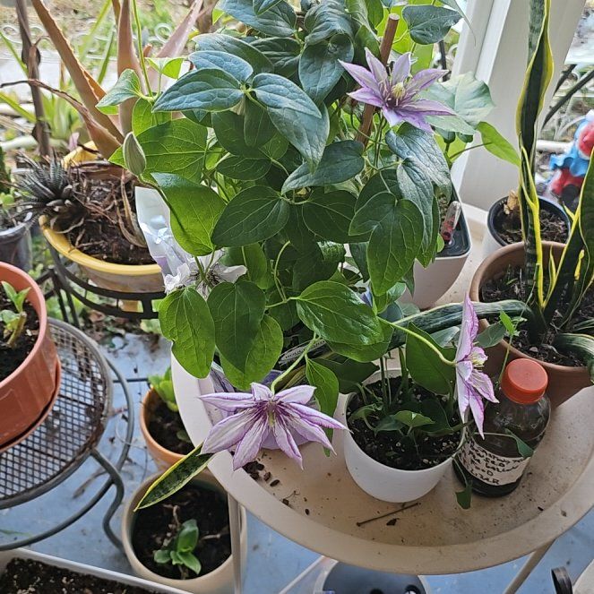 Photo of the plant species Italian Leather Flower by @plantlover69 named Lavender on Greg, the plant care app