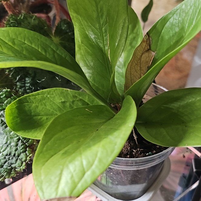 Photo of the plant species Lovely Green by @plantlover69 named Zeus on Greg, the plant care app