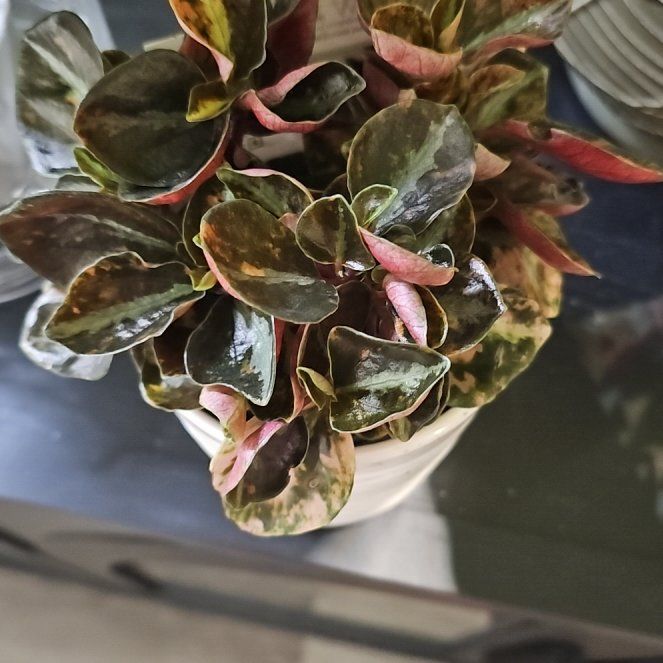 Photo of the plant species Schumi Red Peperomia by @plantlover69 named Gaga on Greg, the plant care app
