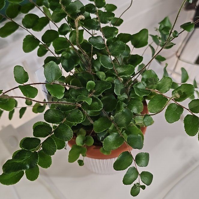 Photo of the plant species California Maidenhair Fern by @plantlover69 named Curie on Greg, the plant care app