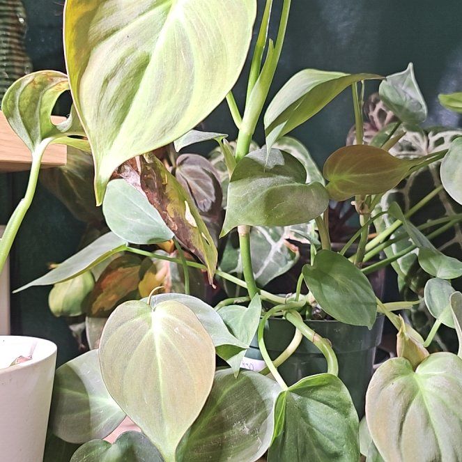 Photo of the plant species Philodendron mexicanum by @plantlover69 named Mando on Greg, the plant care app