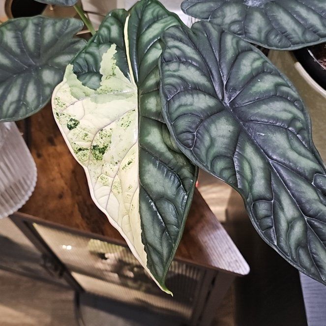 Photo of the plant species Alocasia Dragon Scale Albo by @plantlover69 named Curie on Greg, the plant care app