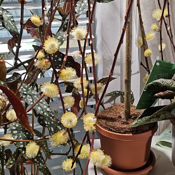 Photo of the plant species Weeping Pussy Willow by @plantlover69 named Muhammad Ali on Greg, the plant care app