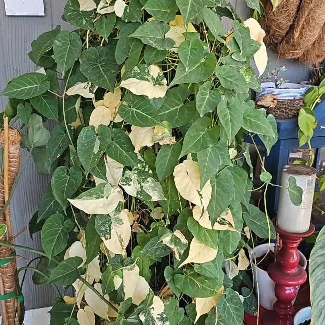 Photo of the plant species Tuber Fleeceflower by @plantlover69 named Stella on Greg, the plant care app