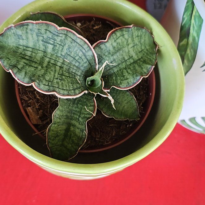 Photo of the plant species Silver Blue by @plantlover69 named Ulysses S Plant on Greg, the plant care app