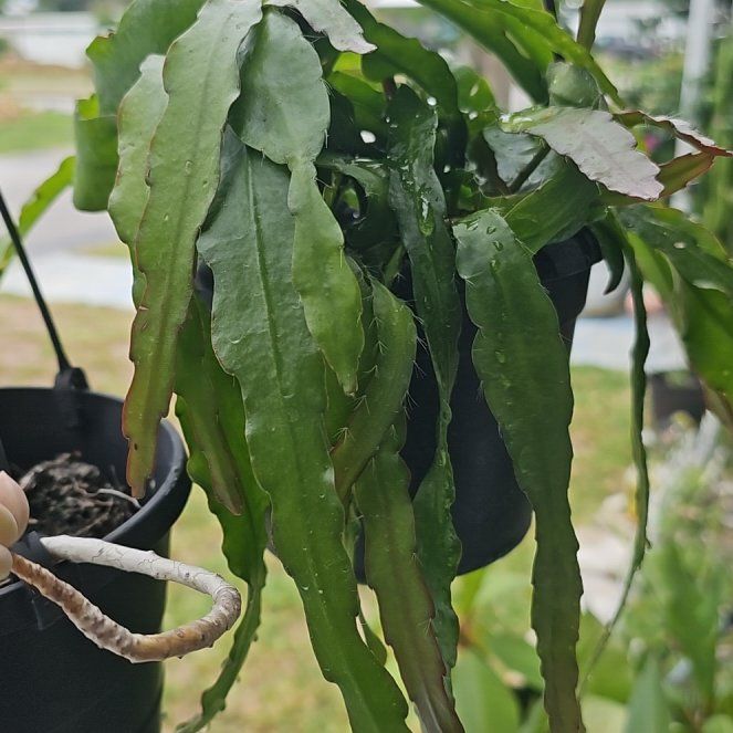 Photo of the plant species Epiphyllum 'Fire' by @plantlover69 named Girlfrond on Greg, the plant care app