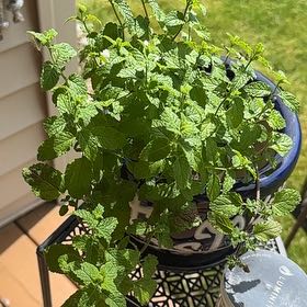 Photo of the plant species strawberry mint by @FernInTheCity named Zion on Greg, the plant care app