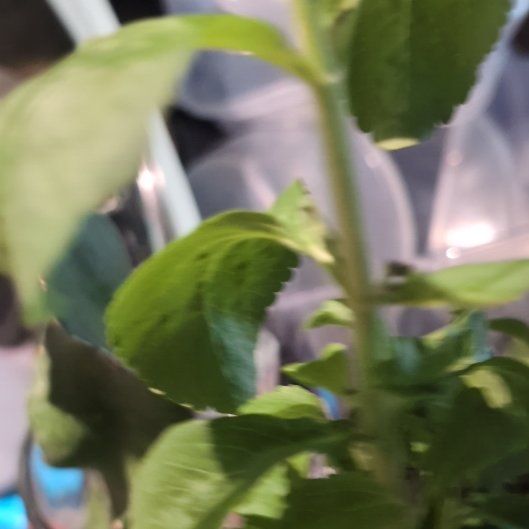 Photo of the plant species Sawtooth Candyleaf by @RegalShangrila named ChloroPhil on Greg, the plant care app