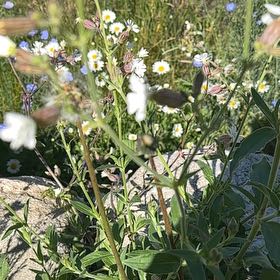 Photo of the plant species Bladder Campion by @ManyCalathea named Plato on Greg, the plant care app