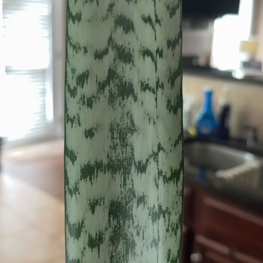 Photo of the plant species Popple by @VeteranMaylily named Drake on Greg, the plant care app