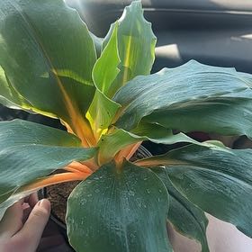 Photo of the plant species orange mandarin plant by @IdolKalitragus named Sol on Greg, the plant care app