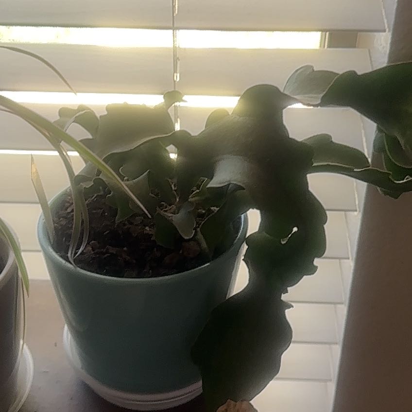 Photo of the plant species Curly Locks Orchid Cactus by @IdolKalitragus named Stella on Greg, the plant care app