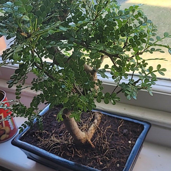 Photo of the plant species Szechuan Pepper by @ExecButterweed named Einstein on Greg, the plant care app