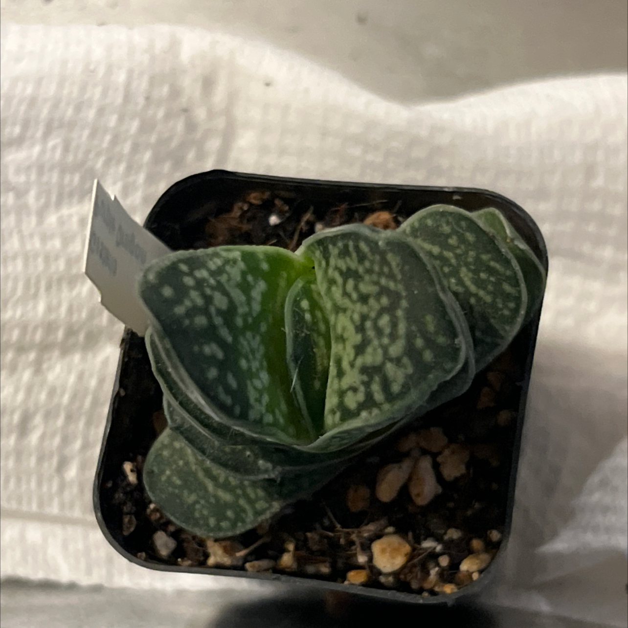 Photo of the plant species Gasteria 'Purple Dragon' by @Meyerseed named Purple Dragon on Greg, the plant care app
