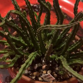 Photo of the plant species Stapelia divaricata by @Meyerseed named Huernia on Greg, the plant care app