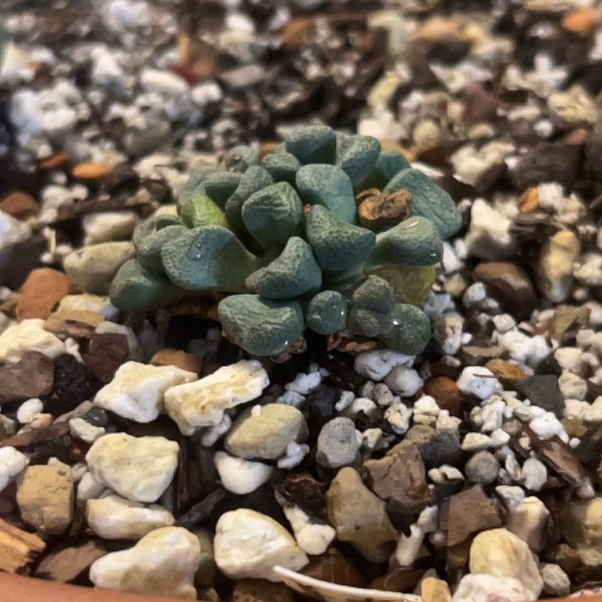Photo of the plant species Living Stone by @Meyerseed named Living Stone on Greg, the plant care app