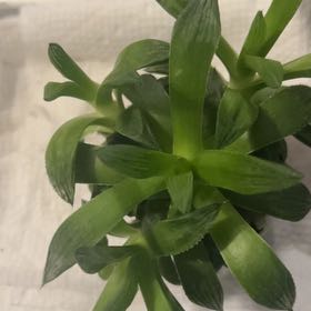 Photo of the plant species Assorted Haworthia by @Meyerseed named Wudalang on Greg, the plant care app