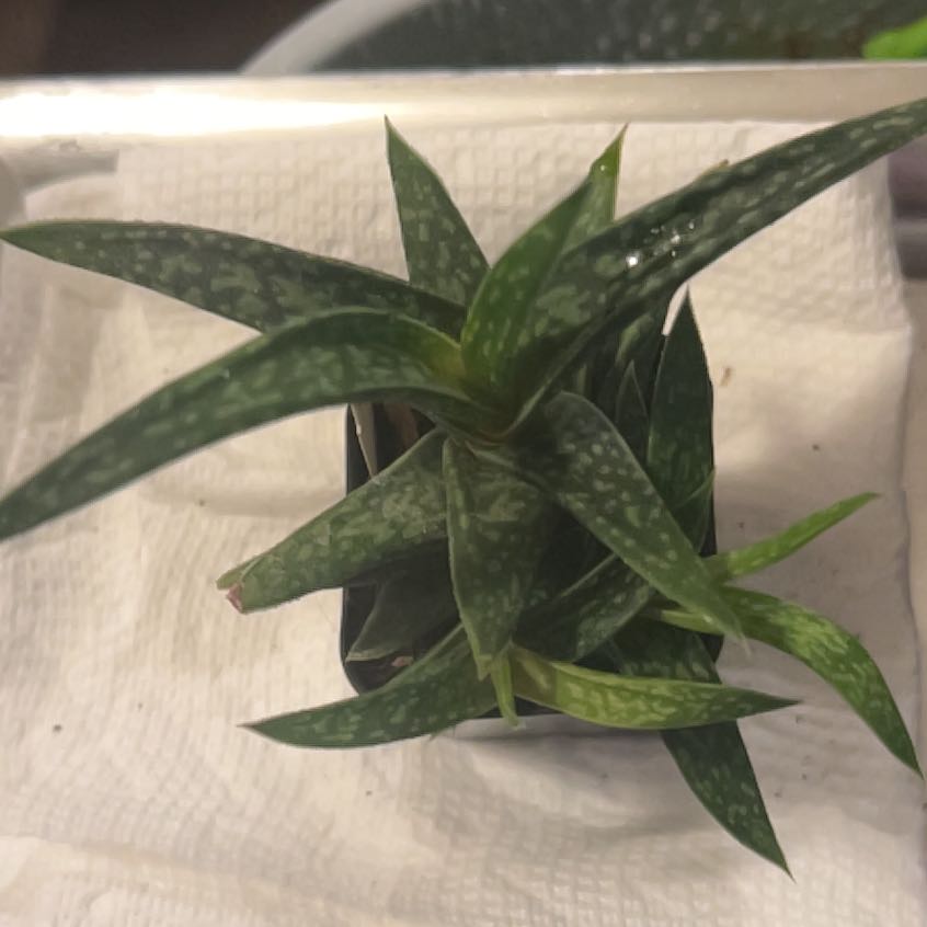 Photo of the plant species Gasteraloe Emmy by @Meyerseed named Gasteraloe ‘Emmy’ on Greg, the plant care app