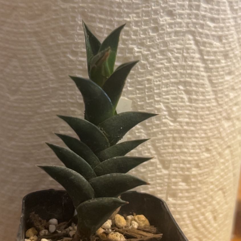 Photo of the plant species Haworthia viscosa by @Meyerseed named Haworthia viscosa on Greg, the plant care app