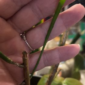Photo of the plant species Assorted Epiphyllum by @Meyerseed named Epiphyllum Paulette on Greg, the plant care app