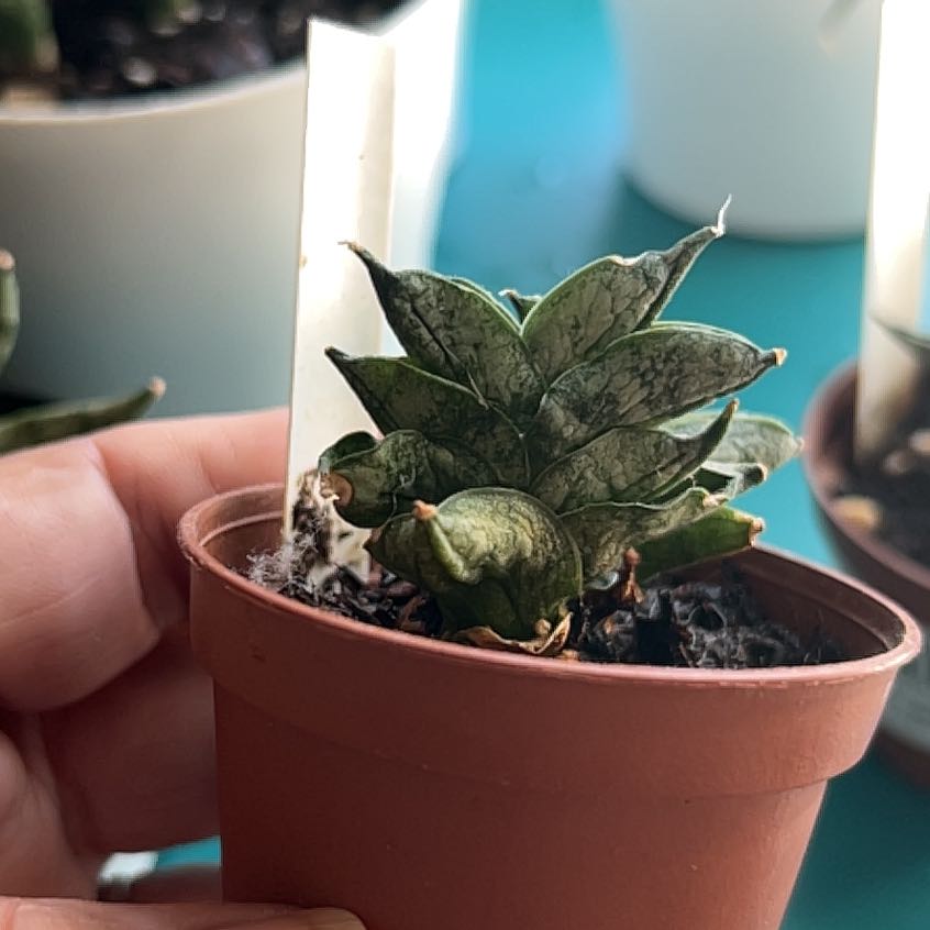 Photo of the plant species Sansevieria ‘Dwarf Boncel’ by @Meyerseed named ‘Boncel Baby’ - MBR on Greg, the plant care app