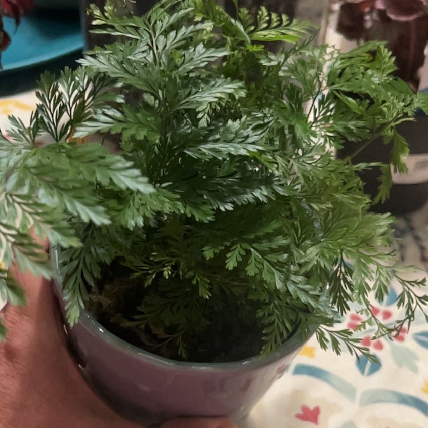 Photo of the plant species Black Rabbit's Foot by @Meyerseed named Rabbit’s Foot Fern on Greg, the plant care app