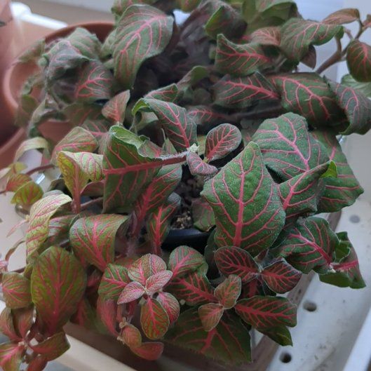 Photo of the plant species Nerve Plant by @TerrificMint named Gregarious on Greg, the plant care app