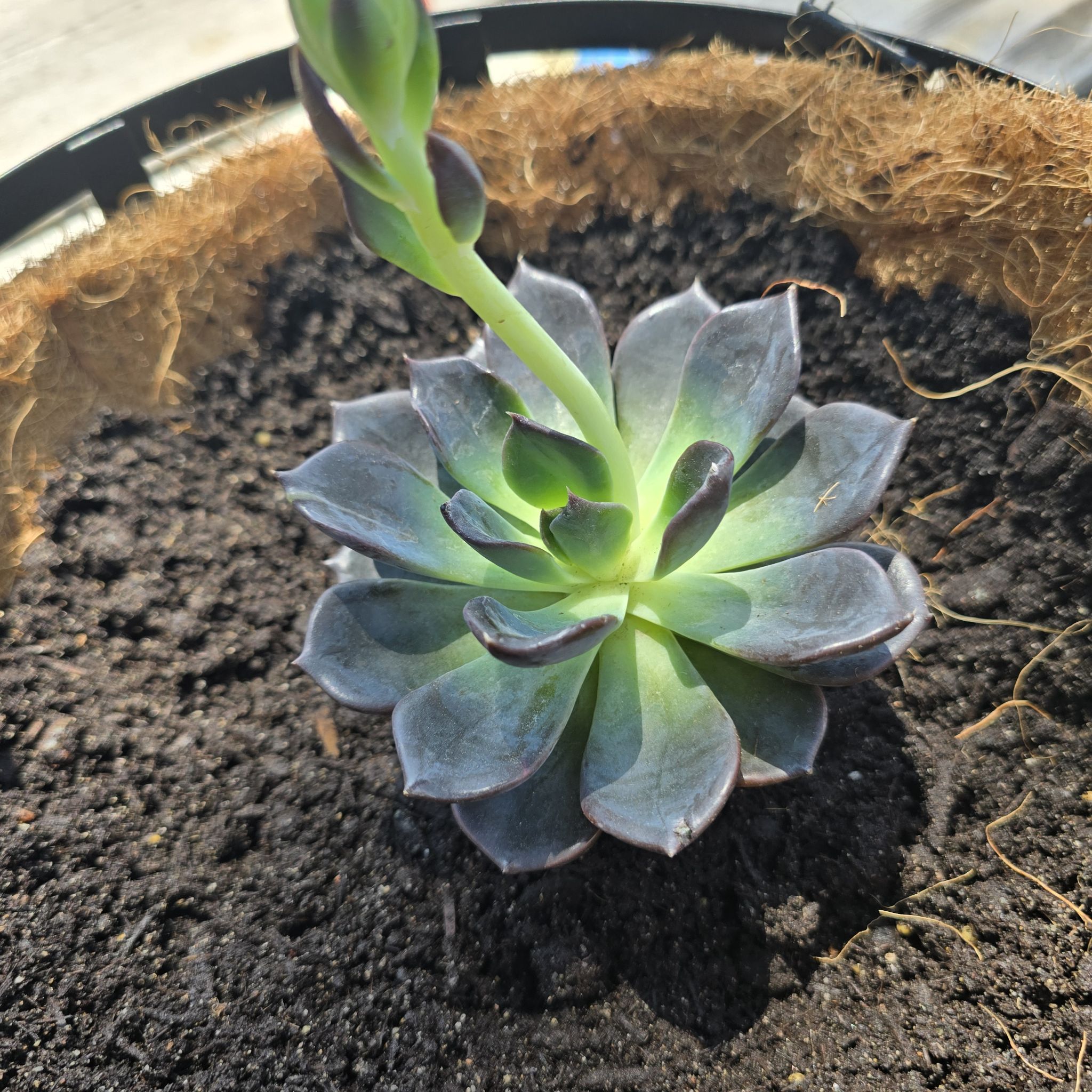Echeveria 'Dark Moon' succulent in a pot with visible soil, well-framed and in focus.