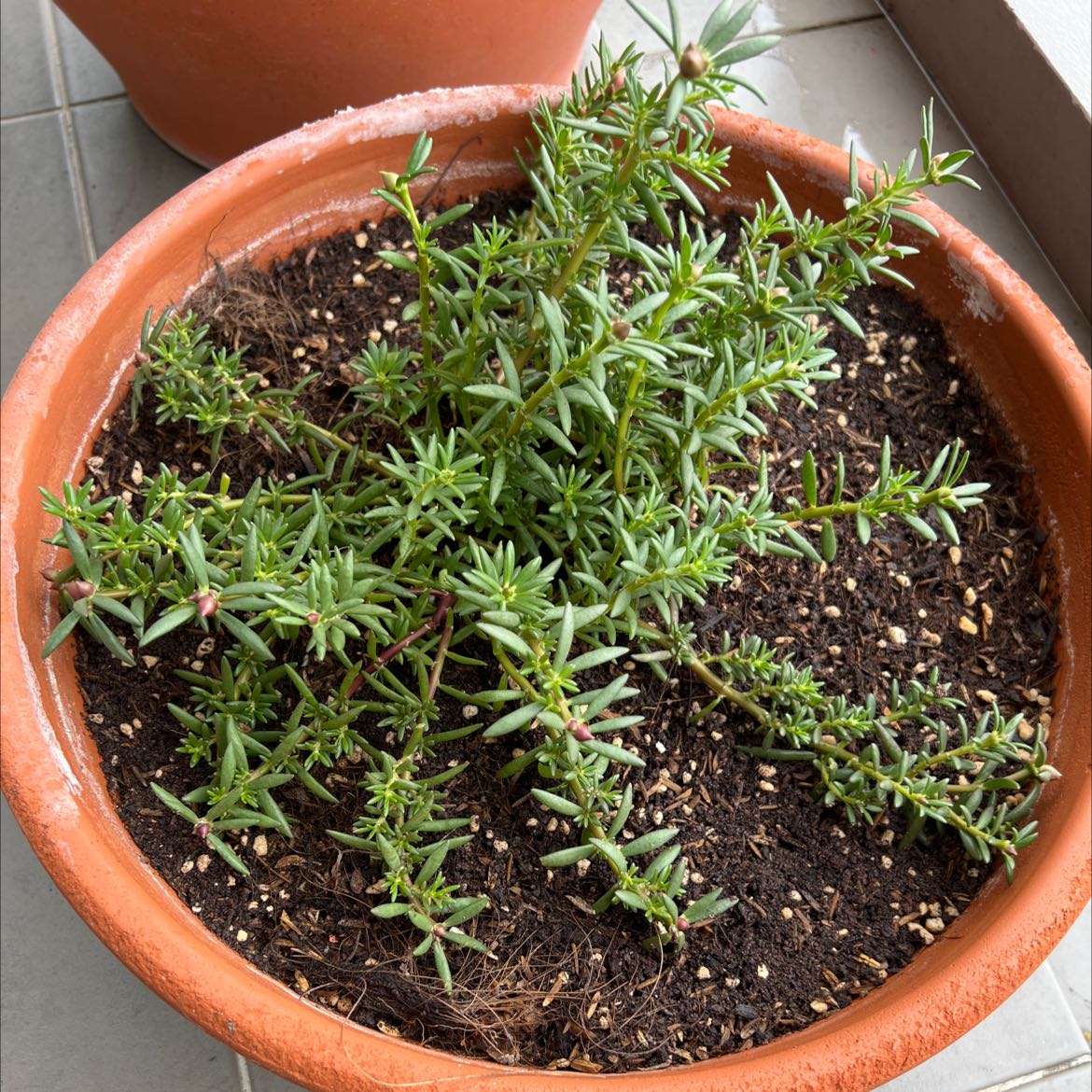 Healthy Moss Rose Purslane plant with green stems and leaves growing in a brown terra cotta pot with moist soil.