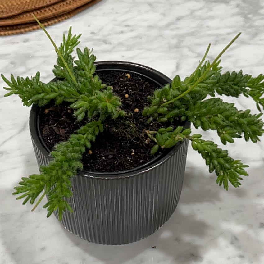 Photo of the plant species rhipsalis by @matsalleh named Miley on Greg, the plant care app