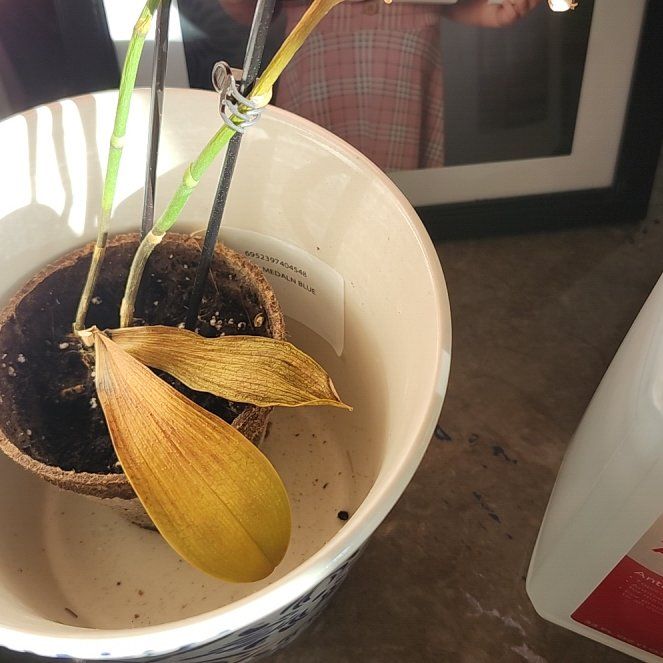 Photo of the plant species Otquidea by @CleverLemonfern named Sahara on Greg, the plant care app