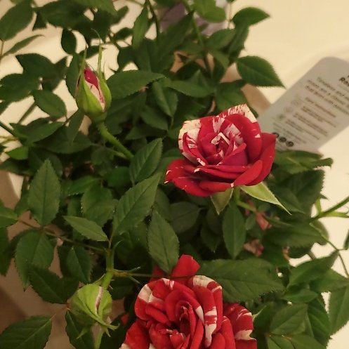 Photo of the plant species Rose by @LargeBluecohosh named Wall-E on Greg, the plant care app