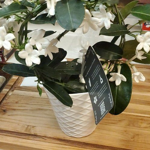 Photo of the plant species Madagascar Jasmine by @LargeBluecohosh named Sir Plancelot on Greg, the plant care app