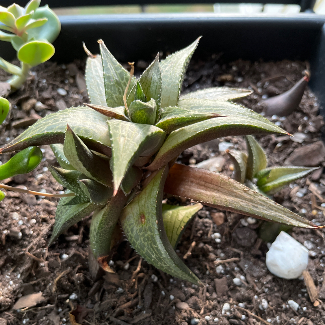 Photo of the plant species Haworthia tesselata by @EarthyWatermint named Peter Parker on Greg, the plant care app