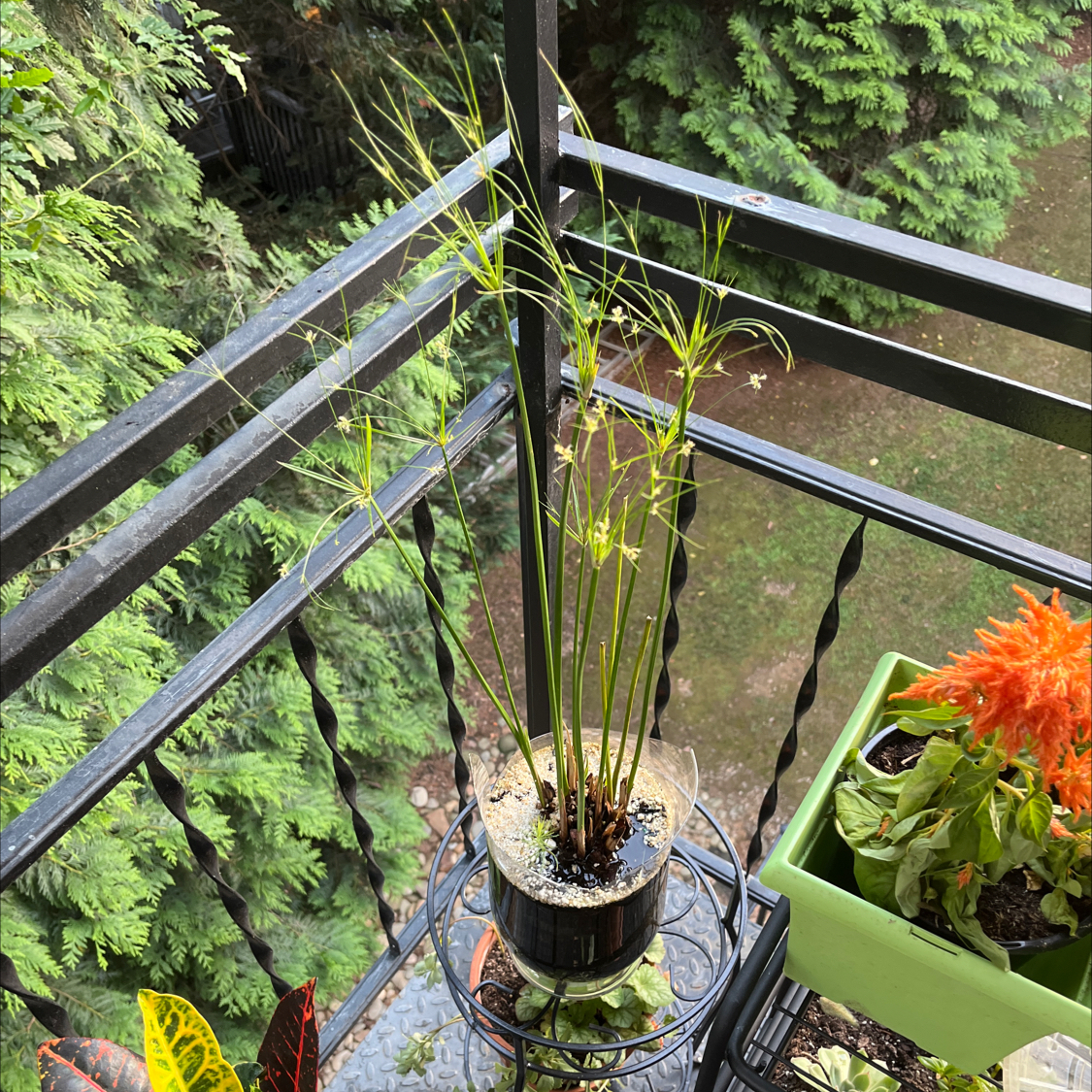 Potted Papyrus plant on a balcony with green stems and leaves, no visible health issues.