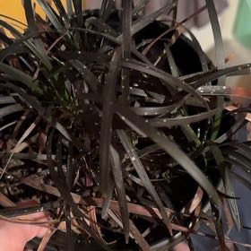 Photo of the plant species Black Mondo Grass by @CasualSilverspa named Cleopatra on Greg, the plant care app