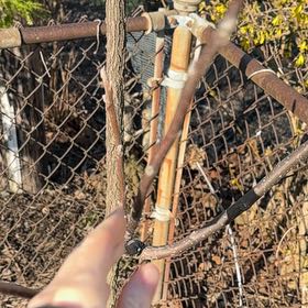 Photo of the plant species Box Elder by @EffectiveLilac named Mando on Greg, the plant care app