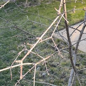 Photo of the plant species Common Honeylocust by @EffectiveLilac named Taylor Swift on Greg, the plant care app
