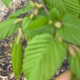 Photo of the plant species Dwarf Beech by @EffectiveLilac named Mollie on Greg, the plant care app