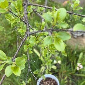 Photo of the plant species Common Buckthorn by @EffectiveLilac named Marilyn on Greg, the plant care app