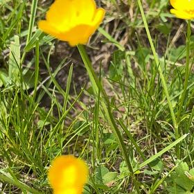 Photo of the plant species Common Buttercup by @EffectiveLilac named Demi on Greg, the plant care app