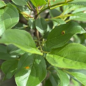 Photo of the plant species Common Buckthorn by @EffectiveLilac named Sonora on Greg, the plant care app