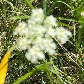 Photo of the plant species Achian-Bosk by @EffectiveLilac named Spike Leaves on Greg, the plant care app