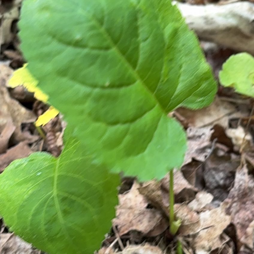 Photo of the plant species Ivy-Leaved Speedwell by @EffectiveLilac named Hamilton on Greg, the plant care app