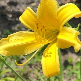 Photo of the plant species Yellow Daylily by @EffectiveLilac named Keanu Leaves on Greg, the plant care app