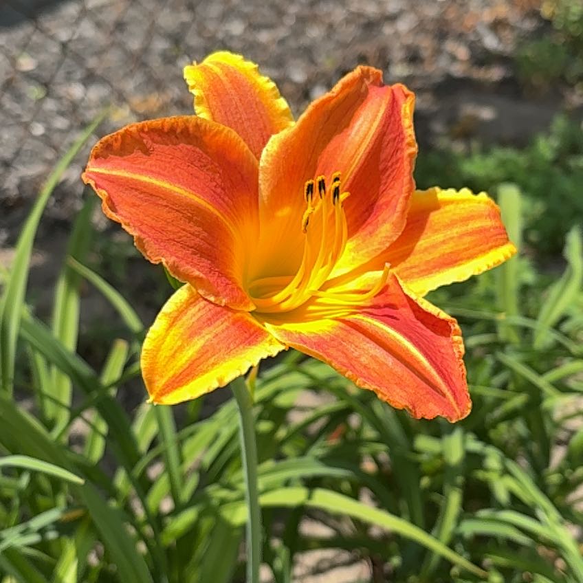 Photo of the plant species Orange Daylily by @EffectiveLilac named ChloroPhil on Greg, the plant care app